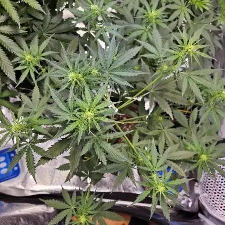 Chocolope Auto