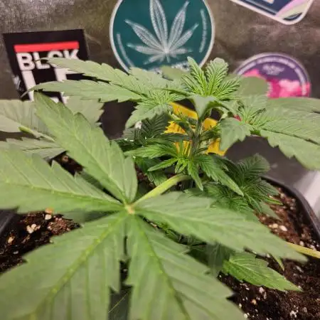 Chocolope Auto