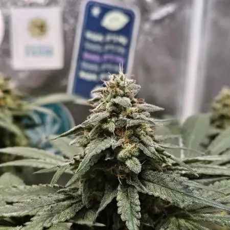 Gelato