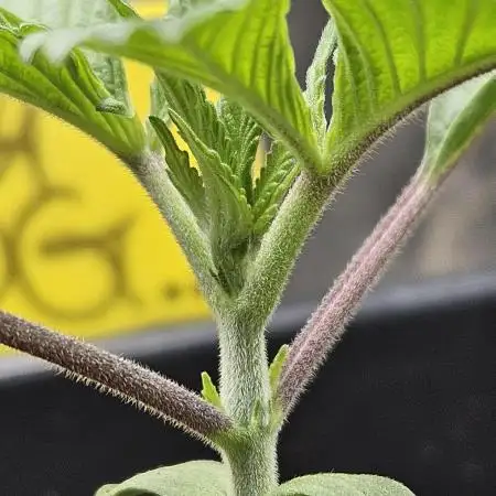 Banana OG
