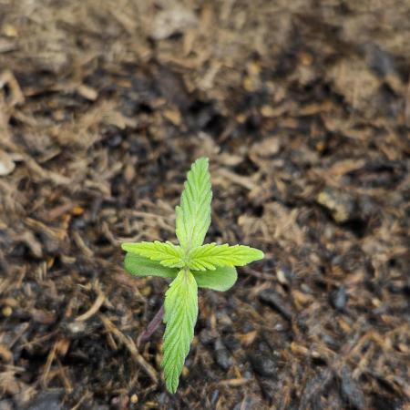 #SSSC Test A005 Auto