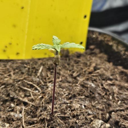 #SSSC Test 2. A005 Auto