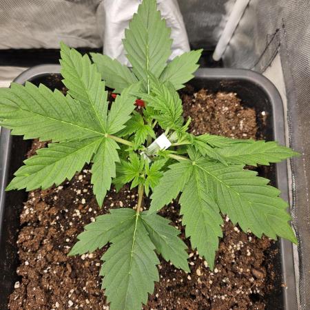 White Widow Auto