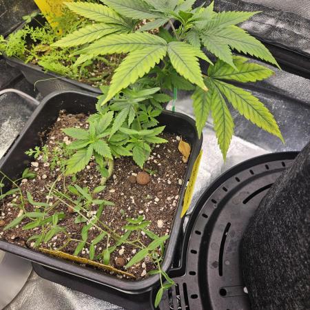 #SSSC Tester Banana OG