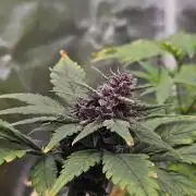 Fastberry Auto