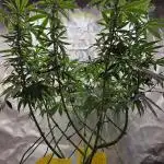 Lemon Shining Silver Haze 2. Run