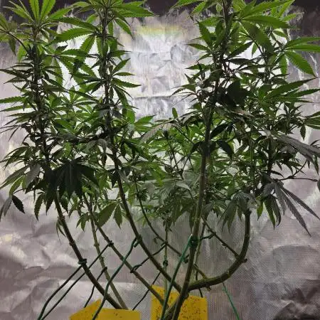 Lemon Shining Silver Haze 2. Run