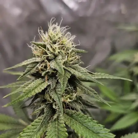 Gelato 33