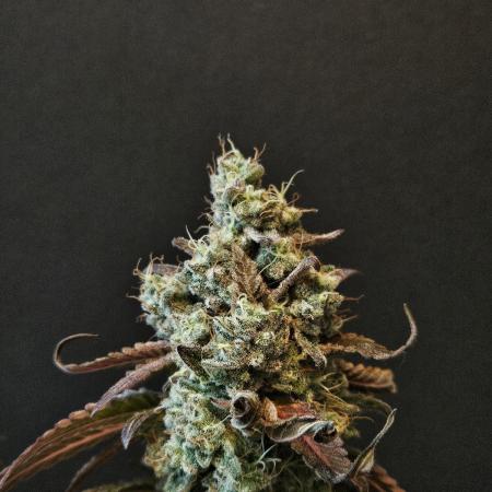 #SSSC Test Blue Applez