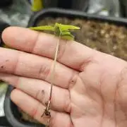 Triploid White Widow Auto