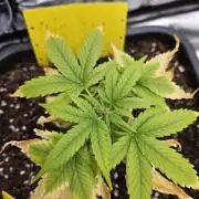 #SSSC Test A005 Auto