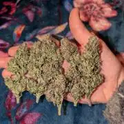 Lemon Shining Silver Haze 2. Run