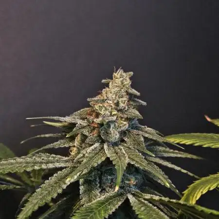 #SSSC TEST Black cherrys