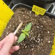 #SSSC Test 2. A005 Auto