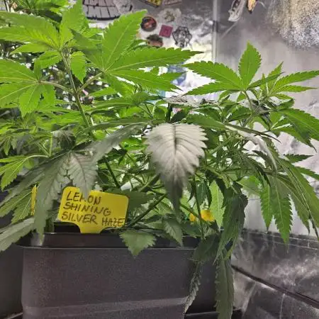 Lemon Shining Silver Haze 2. Run