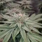 green papaya