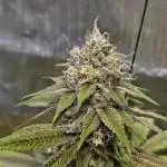 Gelato 33