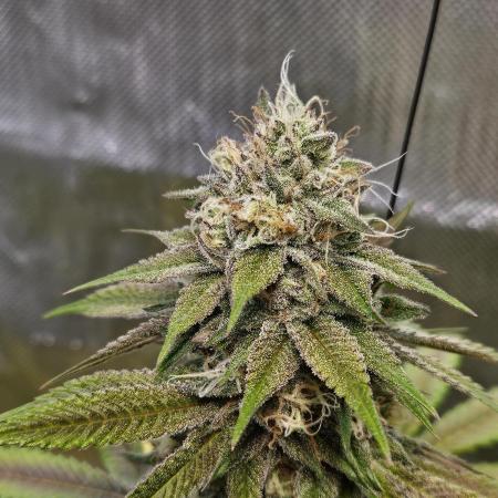 Gelato 33