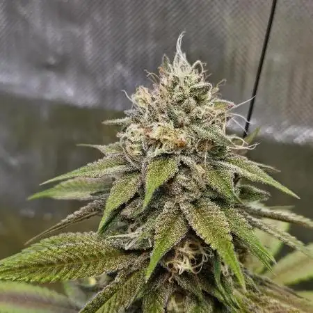 Gelato 33