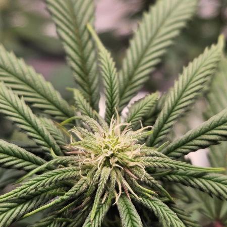 Lemon Shining Silver Haze 2. Run