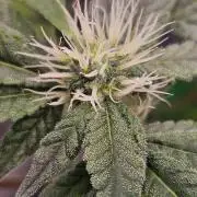 #SSSC Tester Blue Applez 2.