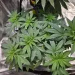 Lemon Shining Silver Haze 2. Run