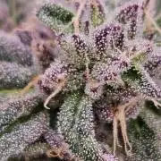 Lemon Shining Silver Haze 2. Run