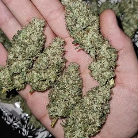 Gelato