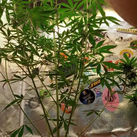 Lemon Shining Silver Haze
