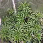 Lemon Shining Silver Haze 2. Run