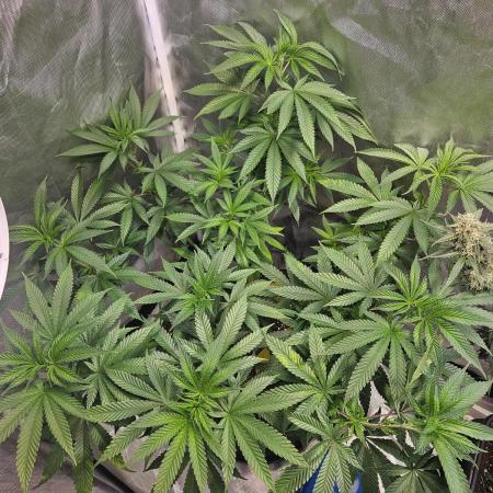 Lemon Shining Silver Haze 2. Run