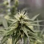 Chocolope Auto