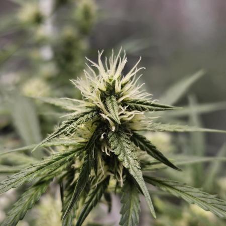 Chocolope Auto