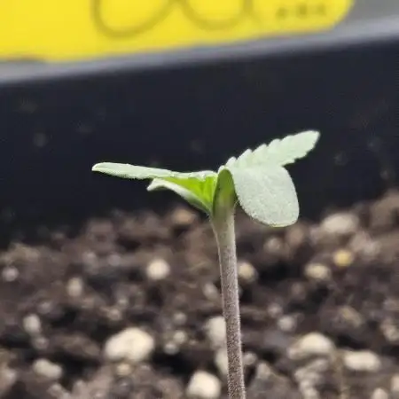 Banana OG