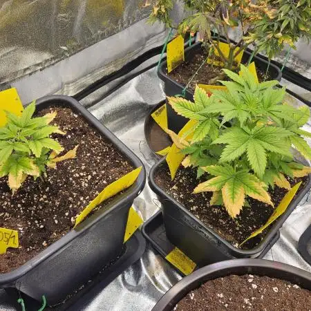 #SSSC Test 2. A005 Auto