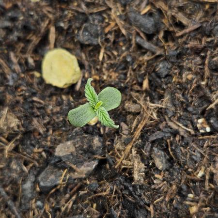 #SSSC Test A005 Auto