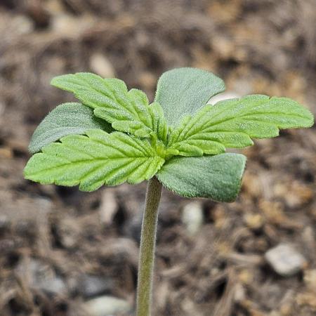 Triploid White Widow Auto