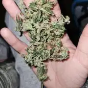 Big Bang Auto mutant