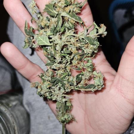 Big Bang Auto mutant