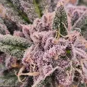 Lemon Shining Silver Haze 2. Run