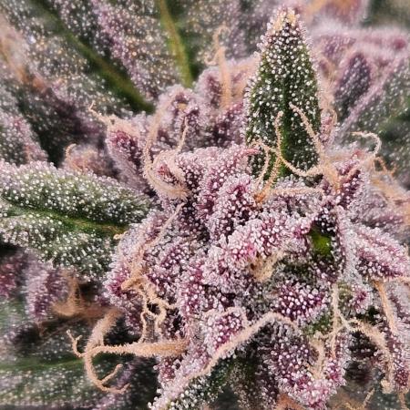 Lemon Shining Silver Haze 2. Run