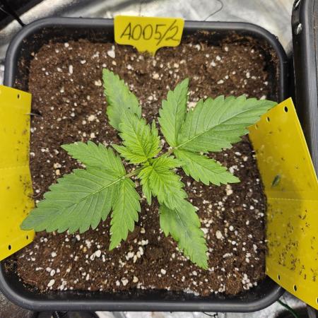 #SSSC Test 2. A005 Auto