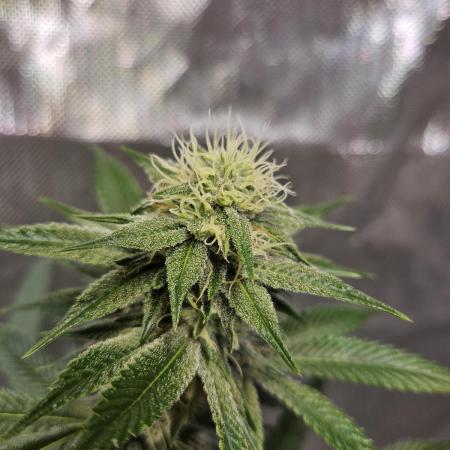 Gelato 33