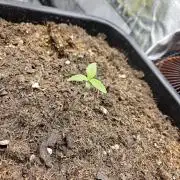 Triploid White Widow Auto