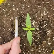 #SSSC Test A005 Auto