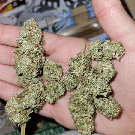 Gelato 33