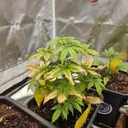 #SSSC Test 2. A005 Auto