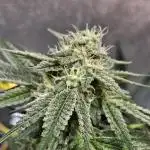 Lemon Shining Silver Haze