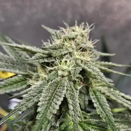 Lemon Shining Silver Haze