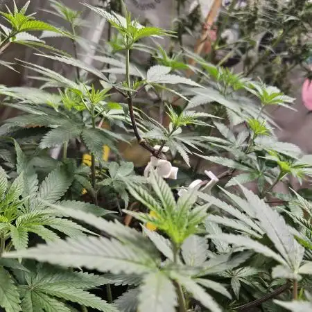 Gelato 33